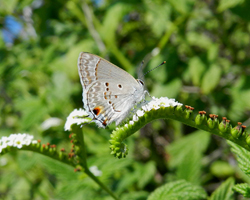 Mallow Scrub-Hairstreak