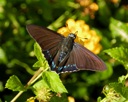 Mangrove Skipper