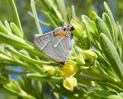 Martial Scrub-Hairstreak