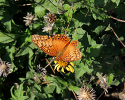 Mexican Fritillary