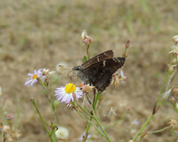 Mimosa Skipper