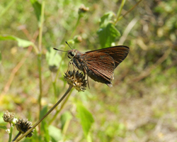 Monk Skipper