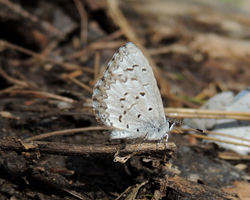 Northern Azure