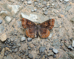 Northern Metalmark