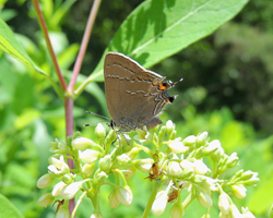 Northern Oak Hairstreak