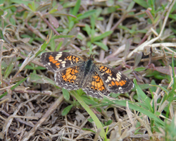Phaon Crescent