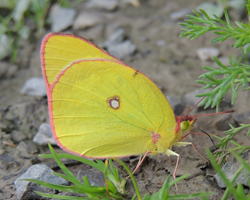 Pink-edged Sulphur