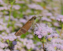 Purple-washed Skipper