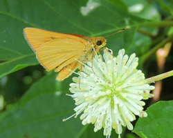 Rare Skipper