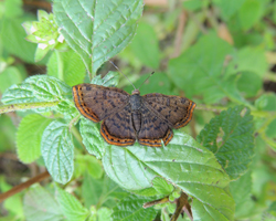 Red-bordered Metalmark