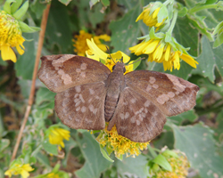 Sickle-winged Skipper
