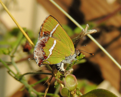 Silver-banded Hairstreak
