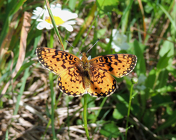 Silver-bordered Fritillary