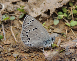 Silvery Blue