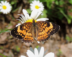 Silvery Checkerspot