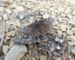 Sleepy Duskywing