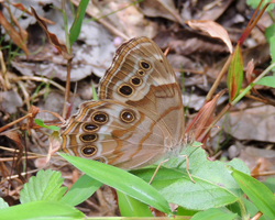 Southern Pearly-eye