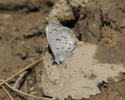 Spring Azure
