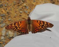Tawny Emperor