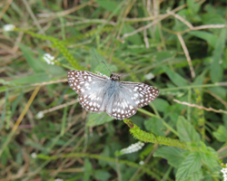 Tropical Checkered Skipper