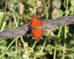 Tropical Leafwing
