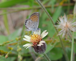 Western Pygmy-Blue