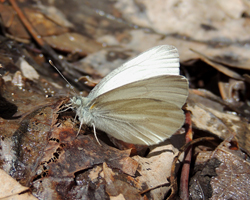 West Virginia White