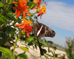 White-striped Longtail