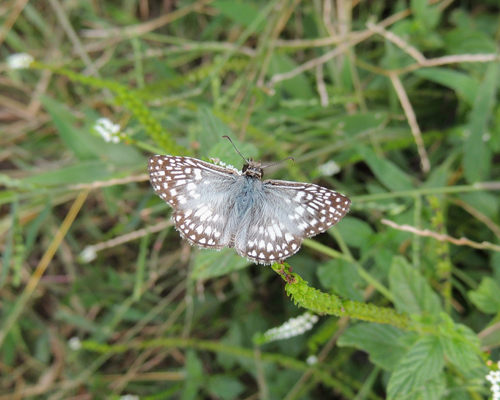 Tropical Checkered Skipper