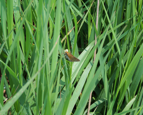 Two-spotted Skipper