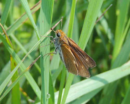 Two-spotted Skipper