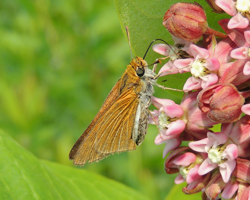 Two-spotted Skipper