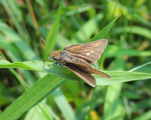Two-spotted Skipper