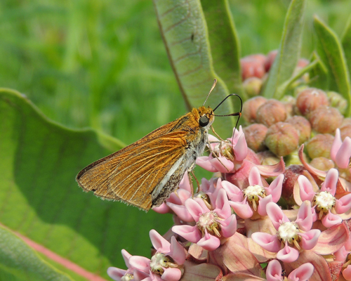 Two-spotted Skipper