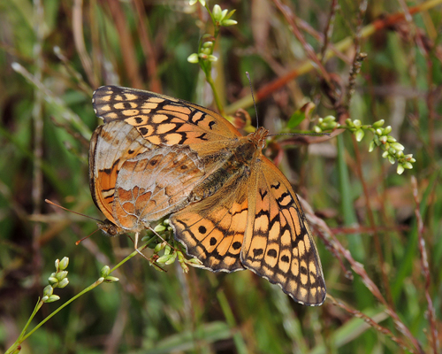 Variegated Fritillary