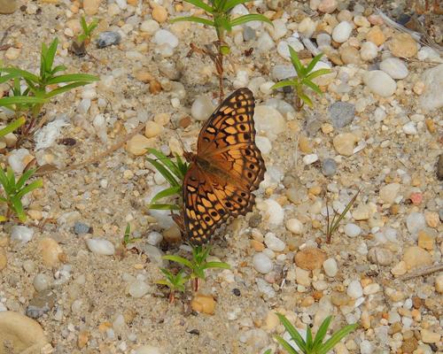 Variegated Fritillary