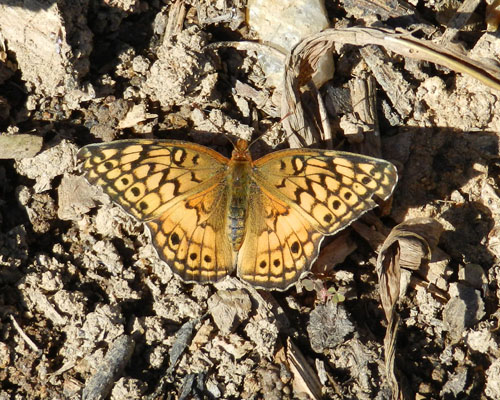 Variegated Fritillary