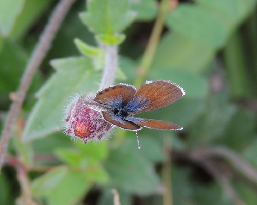 Western Pygmy-Blue