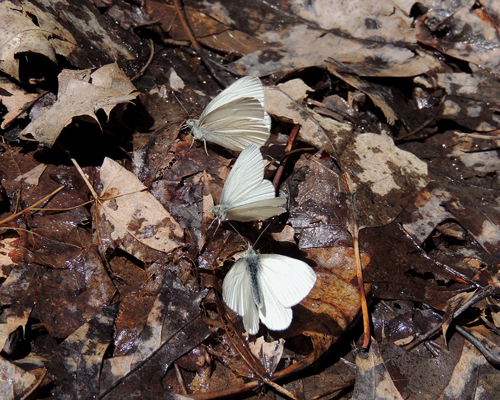 West Virginia White