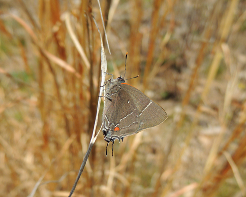 White M Hairstreak