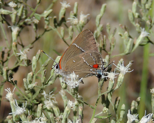 White M Hairstreak
