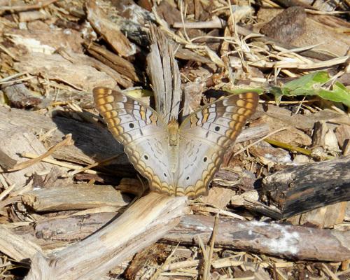 White Peacock