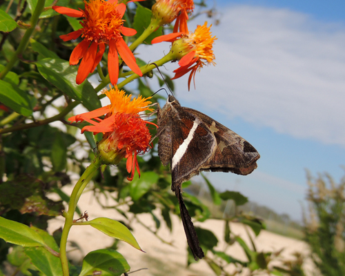 White-striped Longtail