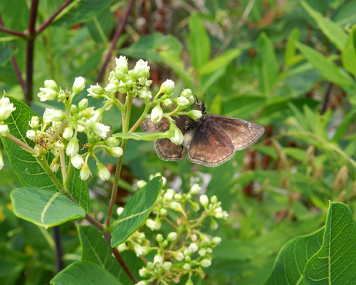 Wild Indigo Duskywing