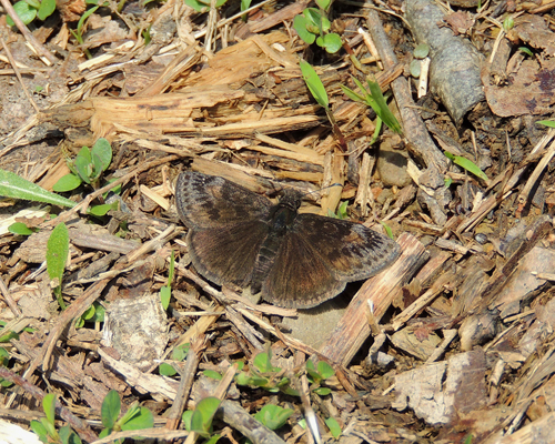 Wild Indigo Duskywing