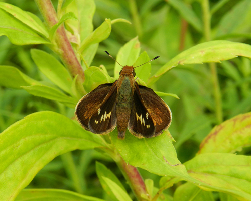 Zabulon Skipper