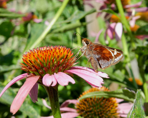 Zabulon Skipper