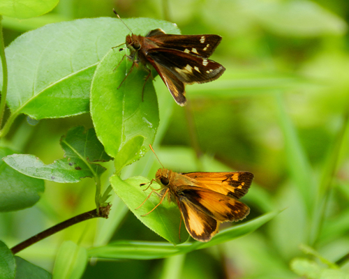 Zabulon Skipper