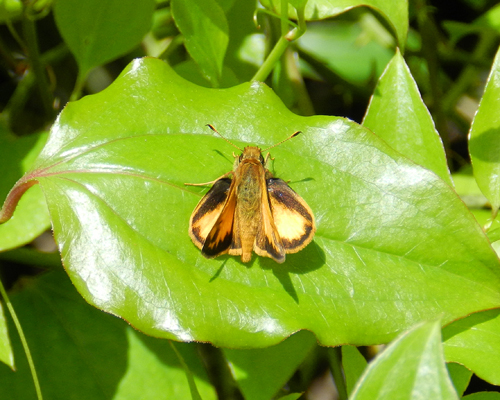 Zabulon Skipper