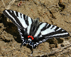 Zebra Swallowtail